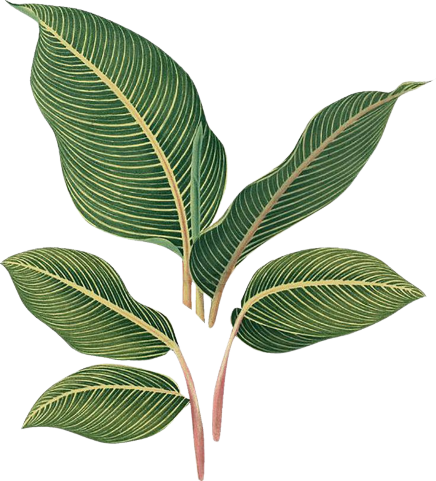 Plant Leaves Illustration 