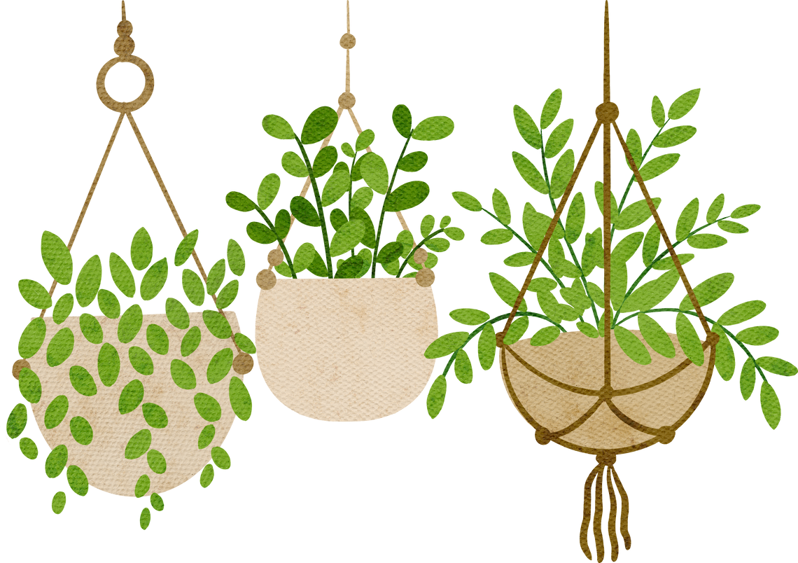 Hanging Plants Illustration