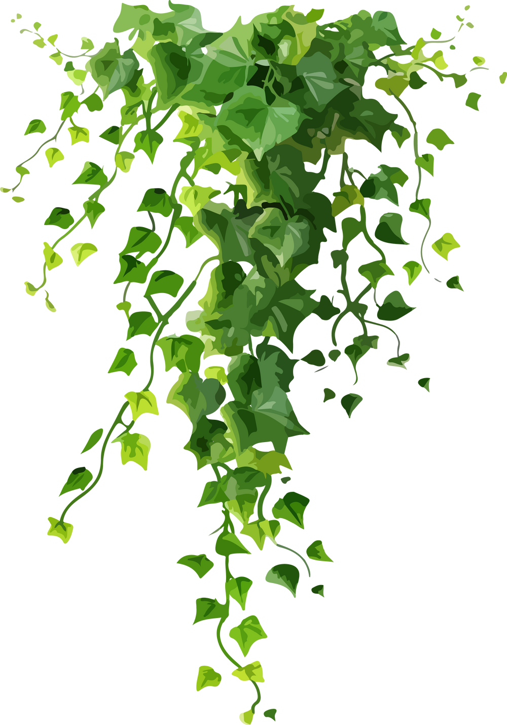 ivy plants